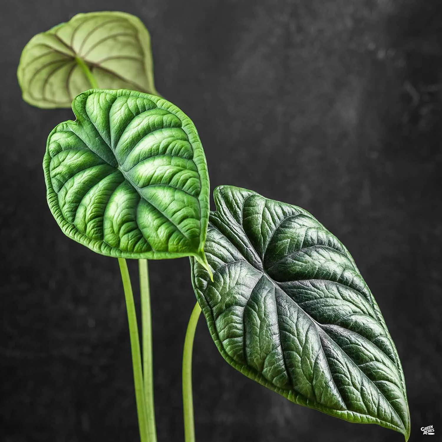 Alocasia Assorted