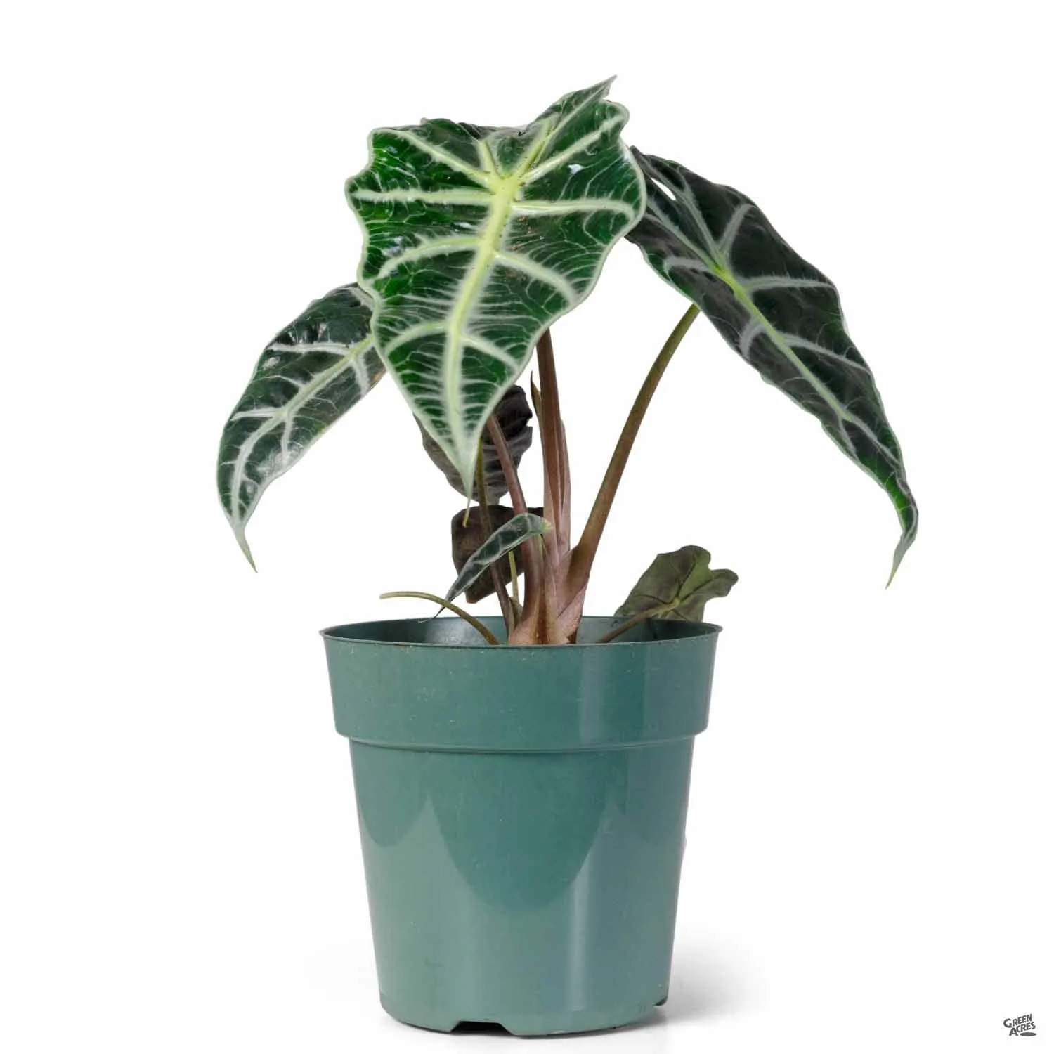 Alocasia Assorted