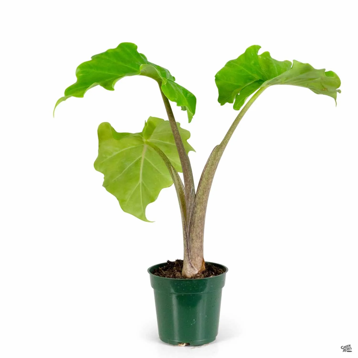 Alocasia 'Low Rider'