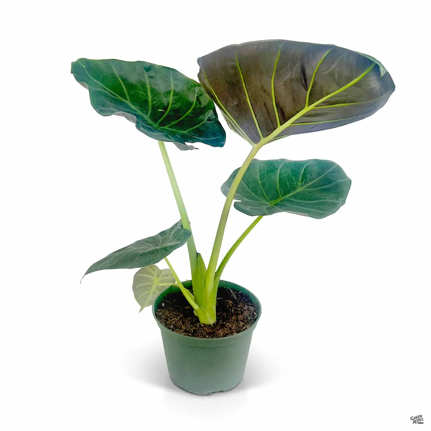 Alocasia 'Regal Shield'