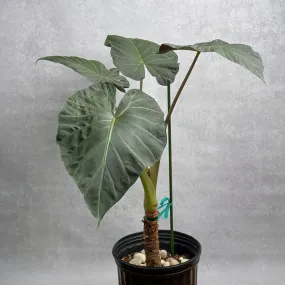 Alocasia x ‘Regal Shield’ - Regal Shield Alocasia - 10 Inch