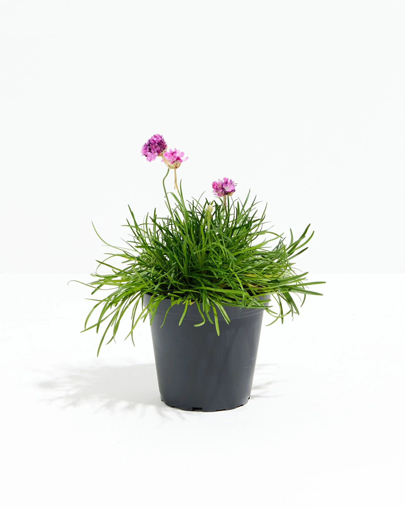 Armeria Sea Pink