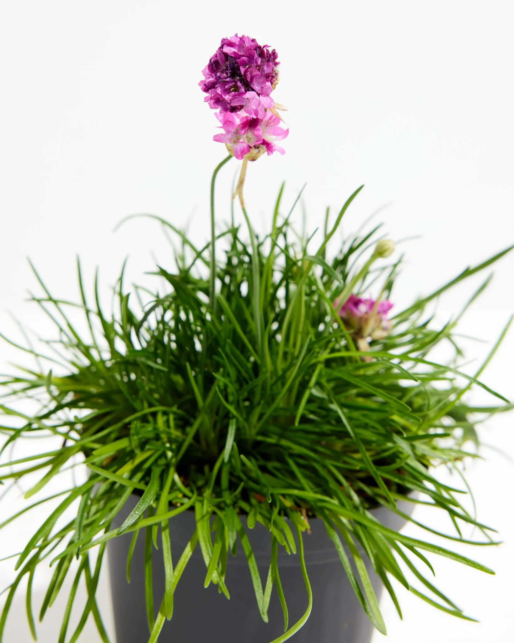 Armeria Sea Pink