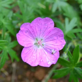 Bloody Geranium (Geranium sanguineum)