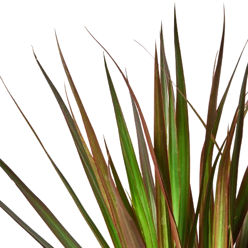 Dracaena Marginata 'Magenta'