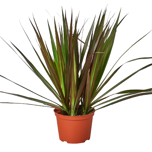 Dracaena Marginata 'Magenta'