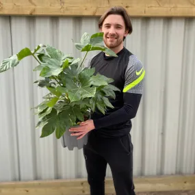 Fatsia japonica 70-80cm (3L)