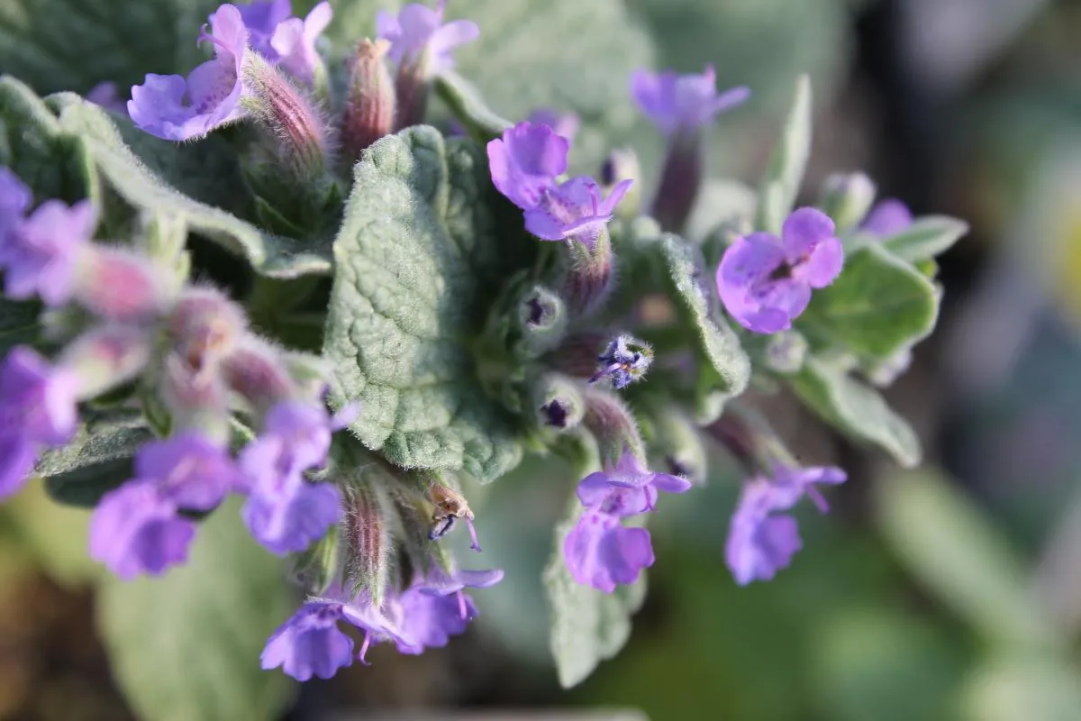 Nepeta - PURPLE HAZE