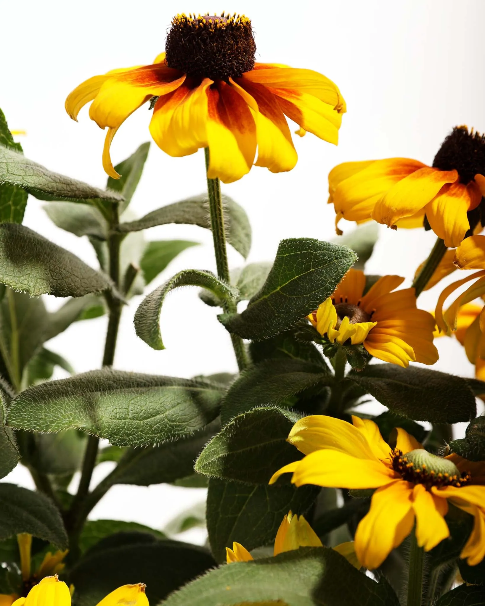 Rudbeckia Denver Daisy™