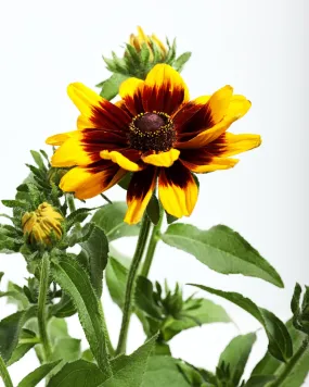 Rudbeckia Denver Daisy™