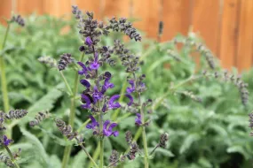 Salvia pratensis - TWILIGHT SERENADE