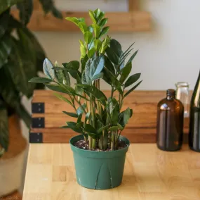 Zamioculcas zamiifolia -  ZZ Plant - Various Sizes